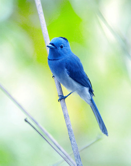 黑枕藍鶲 #鸟类#