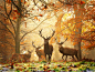 秋天的雾气和背光的树叶，以及发情期的鹿形成一个美妙的组合。