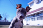 20 Pit Bull Facts That Every Dog Owner Needs To Know