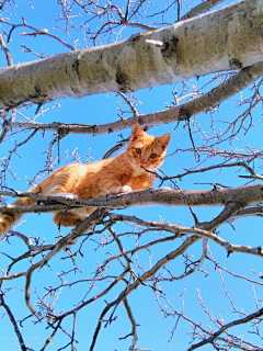 1624Km采集到猫猫喵喵喵