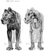 动物骨骼肌肉解剖图：狗，狮，马 1280PX[30P]B - 国外插画欣赏 FOREIGN ILLUSTRATION DESIGN - 国外设计欣赏网站 - DOOOOR.com