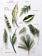 Greenery staples such as pine, magnolia, eucalyptus and juniper make for stunning holiday greenery arrangements.