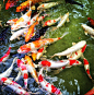 By the Koi Pond : Photos, art, and literature about all things fish. Science, conservation, and husbandry abound. I...