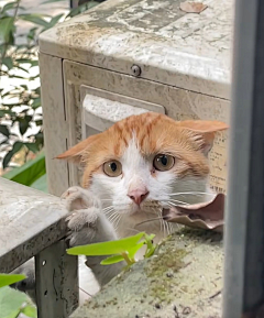 猫の猫采集到喵星人