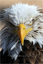 fairy-wren:<br/>(via 500px / McGuire - (wet) Bald Eagle by Sandra Lowe)<br/>*Bald Eagle<br/>America had a rough day. 摄影交流扣扣群：347754389