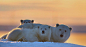 生活在阿拉斯加巴特岛上的北极熊一家 |  Tin Man Lee ​​​​