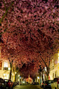德国玻恩盛开的樱花树：四月份这个城市就会有这样樱花的隧道，美！