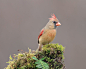 主红雀 Cardinalis cardinalis 雀形目 美洲雀科 主红雀属
Northern Cardinal Female by Elizabeth  E. on 500px