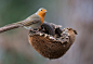 欧亚鸲 Erithacus rubecula 雀形目 鹟科 孤鸲属
Il Posatoio by Patrizio Napolitano on 500px