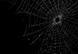万圣节恐怖蜘蛛网蜘蛛丝纹理背景黑底图叠加后期合成JPG图片素材
