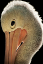 Pelican