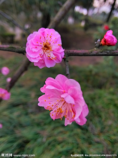 水公采集到桃花   T