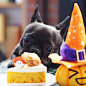 Happy Halloween It's time for TREATS!!  ハッピーハロウィン おやつだ〜〜‼︎  #frenchie #frenchbulldog #instadog #frenchiesofinstagram #instafrenchie #dog #instacute #puppy #cute #instapuppy #buhi #puppylove #batpig #puppiesofinstagram #frenchielife #ilovemydog #frenchieof