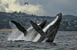 双鲸拍浪