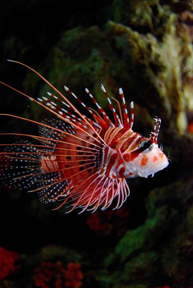 ღღ Scorpion Fish