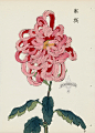 from Art of the Japanese Chrysanthemum