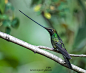 剑嘴蜂鸟Ensifera ensifera雨燕目蜂鸟科剑嘴蜂鸟属
An andean Treasure !!!!!!!! by Judylynl Malloch on 500px