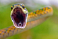 『图集』50张以蛇为主题的摄影作品（对蛇恐惧者慎入） - 新摄影