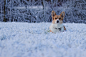 Corgi In the snow by Jonas Nielsen on 500px