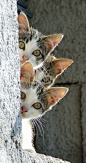 peek-a-boo, peek-a-boo, peek-a-boo...: 