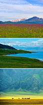 新疆赛里木湖的六月百花开放
