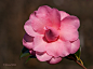 #山茶花# #微距#  #摄影#
 | camellia bloom 12/52 | Flickr - 相片分享！