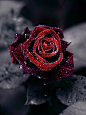 玫瑰本身就传达着浓郁的爱意，挂霜后，就如经历了风霜雪雨后任然无法削减的爱，愈加妖艳!
 #花瓣花语录#
