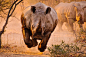 有趣的每日一圖：充電犀牛飛行中 - PictureCorrect的