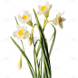 春天春季春日3D立体C4D实景水仙花花朵元素素材