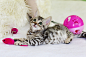 cat-kitten-tabby-feline-ce7e43fee7386c16f2761bce90b3ee27.jpg (5472×3648)