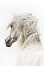 Windswept mane// | Photography | Pinterest