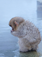 Baby snow monkey