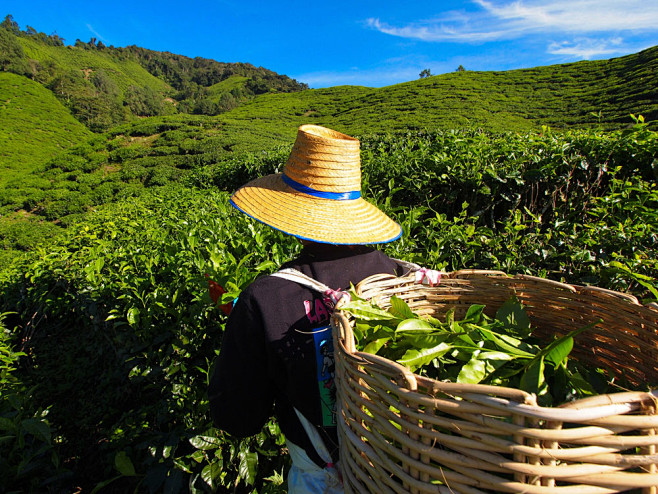 采茶 茶农 茶园 