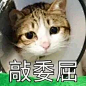 【资源】求这种超可爱的猫咪表情包！_表情包吧_百度贴吧