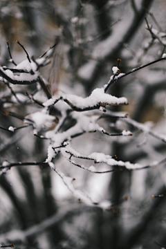 铃铛果采集到WINTER