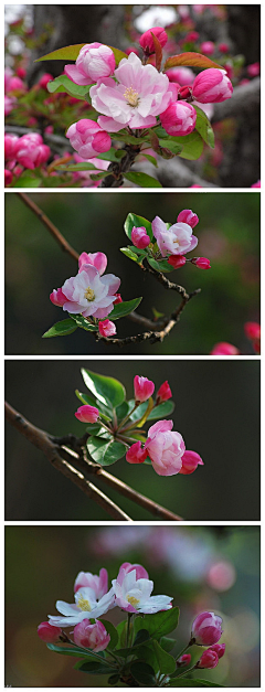 夹k猫采集到花枝