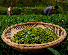 Taors采集到「禅 茶 道」