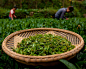 Chinese Artisan Teas: Organic Tea | Chinese Green Tea |Wild & Bare