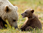 Brown bears by Dalia Kvedaraite.