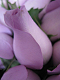 Lavender Rosebud!