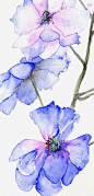  蓝色水彩花卉