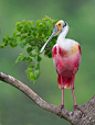 Roseate Spoonbill