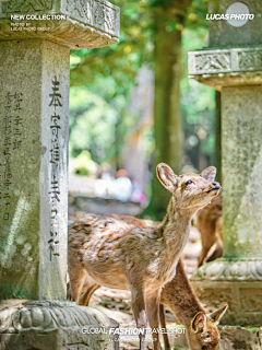 腼腆的冰西瓜采集到日本