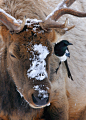 Symbiosis - an Elk and a Magpie (Wyoming) by Doug Dance.