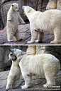 全球奇闻趣事：【妈妈，别生气啦！】丹麦奥尔堡动物园一只北极熊妈妈因为孩子淘气而“严加训斥”，但没想到熊宝宝竟然展开温情攻势——它扑上前搂住妈妈的脖子拥抱，仿佛在说“妈妈别生气了”。工作人员称，“熊宝宝非常贪玩，喜欢上蹿下跳，不过，每次它都会用温情招数让妈妈不再生气。”