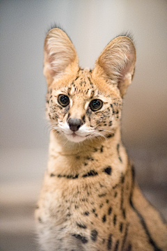 白兎行采集到動物園