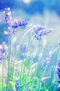 紫色薰衣草的花语是：等待爱情。