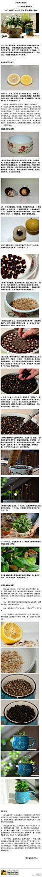 博物杂志的照片 - <a class="text-meta meta-search" href="/search/?q=掌中花园">#掌中花园#</a> 吃完果核不要扔，你能用它收获一片森林。这次教你用龙眼和柠檬的种子种出微型的盆栽！（选自《博物》2014年1月刊）