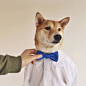 Bodhi - Menswear Dog