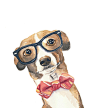 Dog Watercolour PRINT - Italian Greyhound, Nerd Glasses, 8x10 Painting Print #采集大赛#
